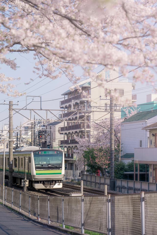 Cherry Blossoms and Train in Tokyo